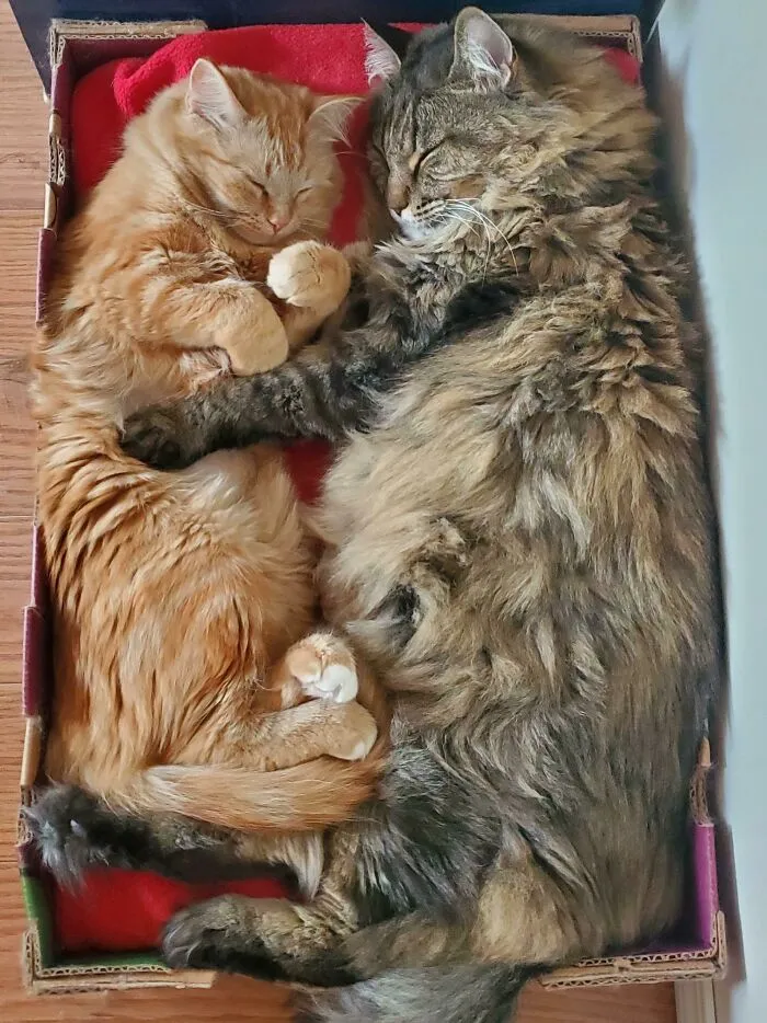 «Наш 18-летний кот спит с нашим 8-месячным котенком».