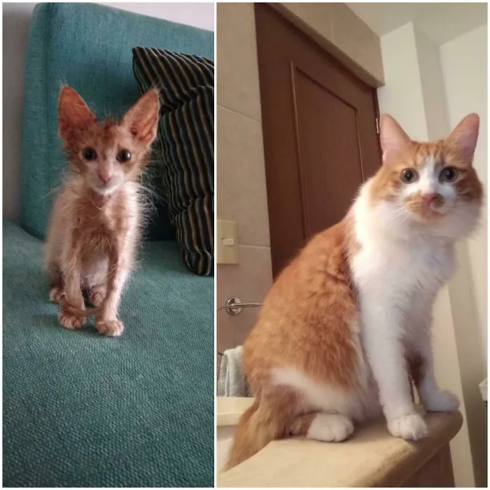 «Я нашла его худым и больным, но взгляните на него теперь».