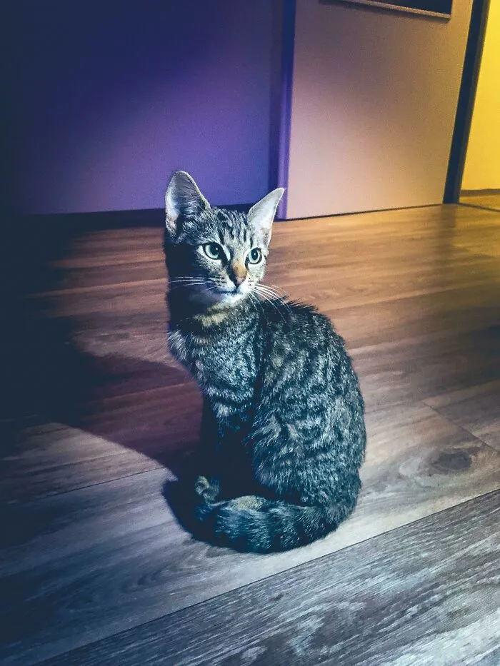 «Когда я узнал, что подруга мне изменяла, я расстался с ней и пошел гулять холодной ночью по улицам города. Эта маленькая кошечка подбежала ко мне и пошла за мной к моему дому. Я принес ее домой и с тех пор мы живем вместе».