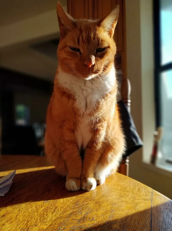 «Мой кот по кличке Огненный шар. Мы вместе уже 19 лет».