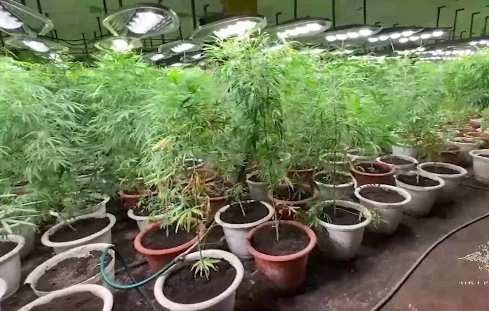 Могут ли из человека расти растения - фото