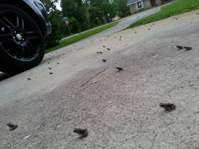 Каждая лягушка устрашающе смотрит в одном направлении.