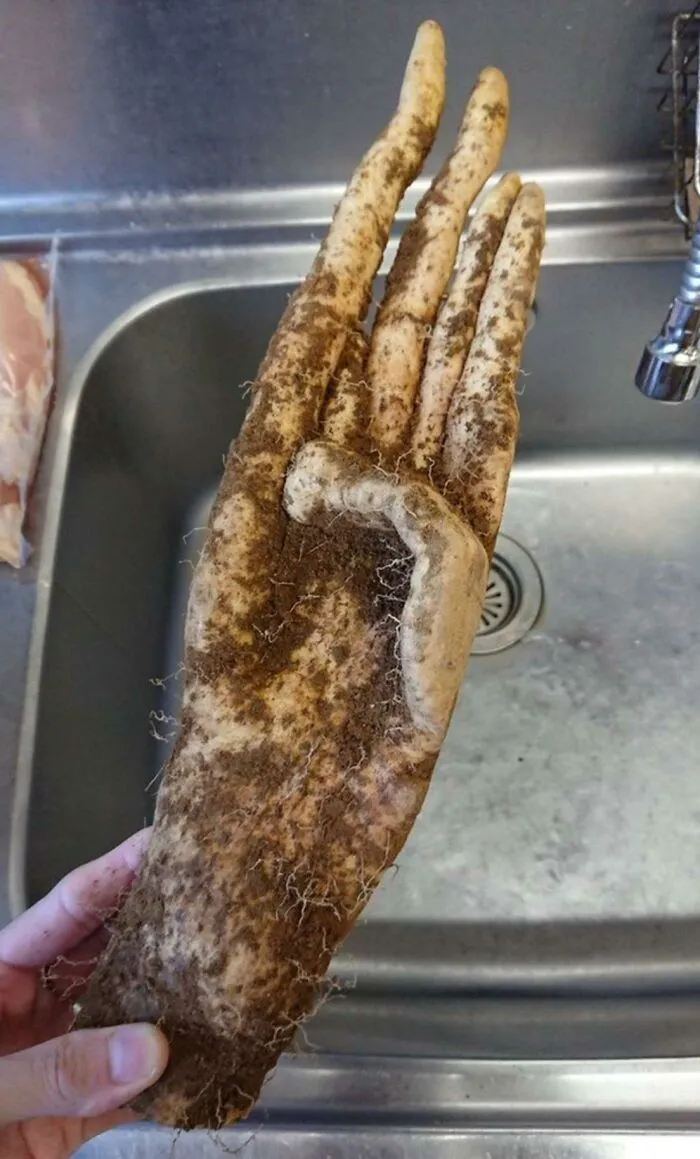 Сладкий картофель, выкопанный в огороде.