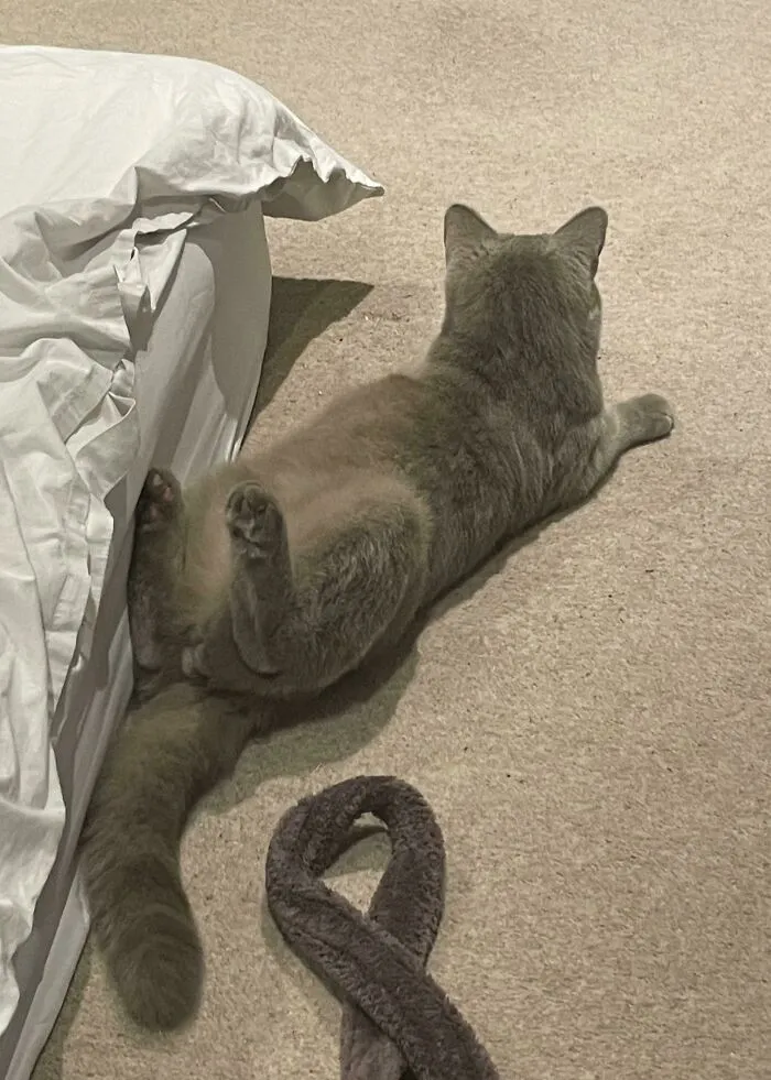 «Кажется, мы усыновили кота без позвоночника».