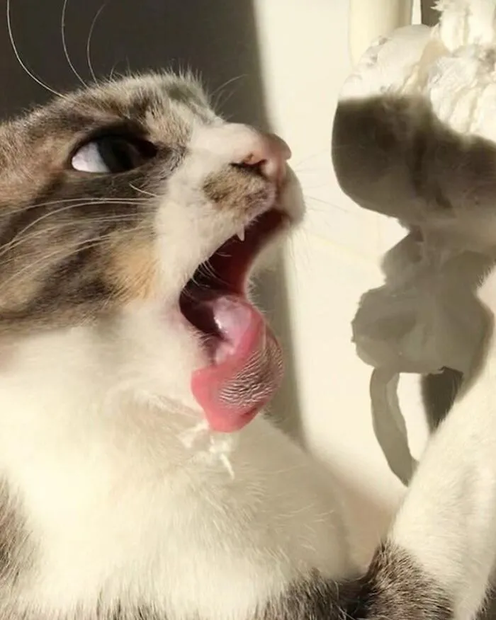 Злостное нападение на туалетную бумагу.