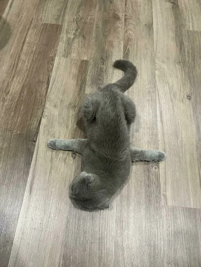 «Вот так спит мой кот».