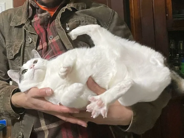 «Сначала он просит, чтобы его взяли на руки, а потом делает это».