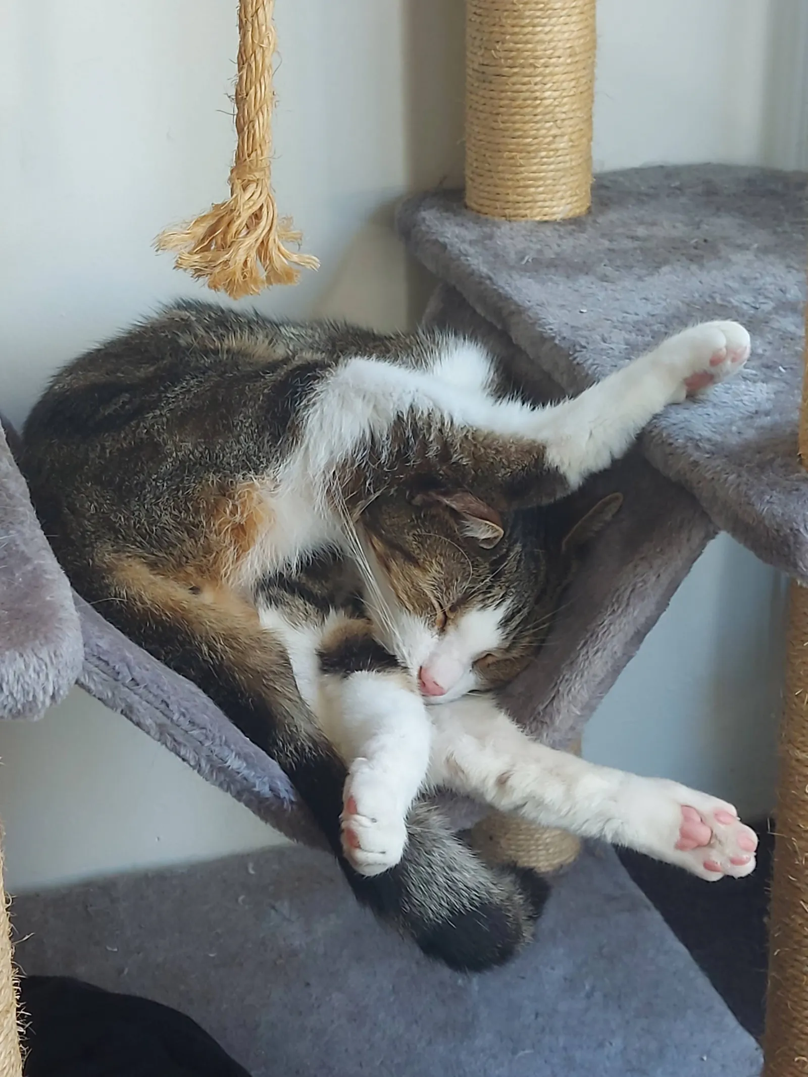 Интересно, ему удобно?