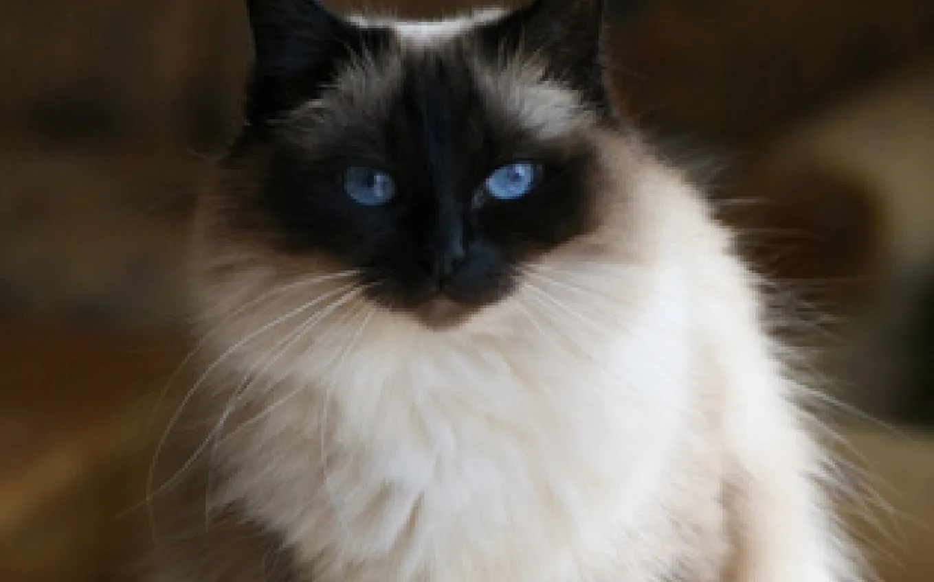 Бирманская кошка.