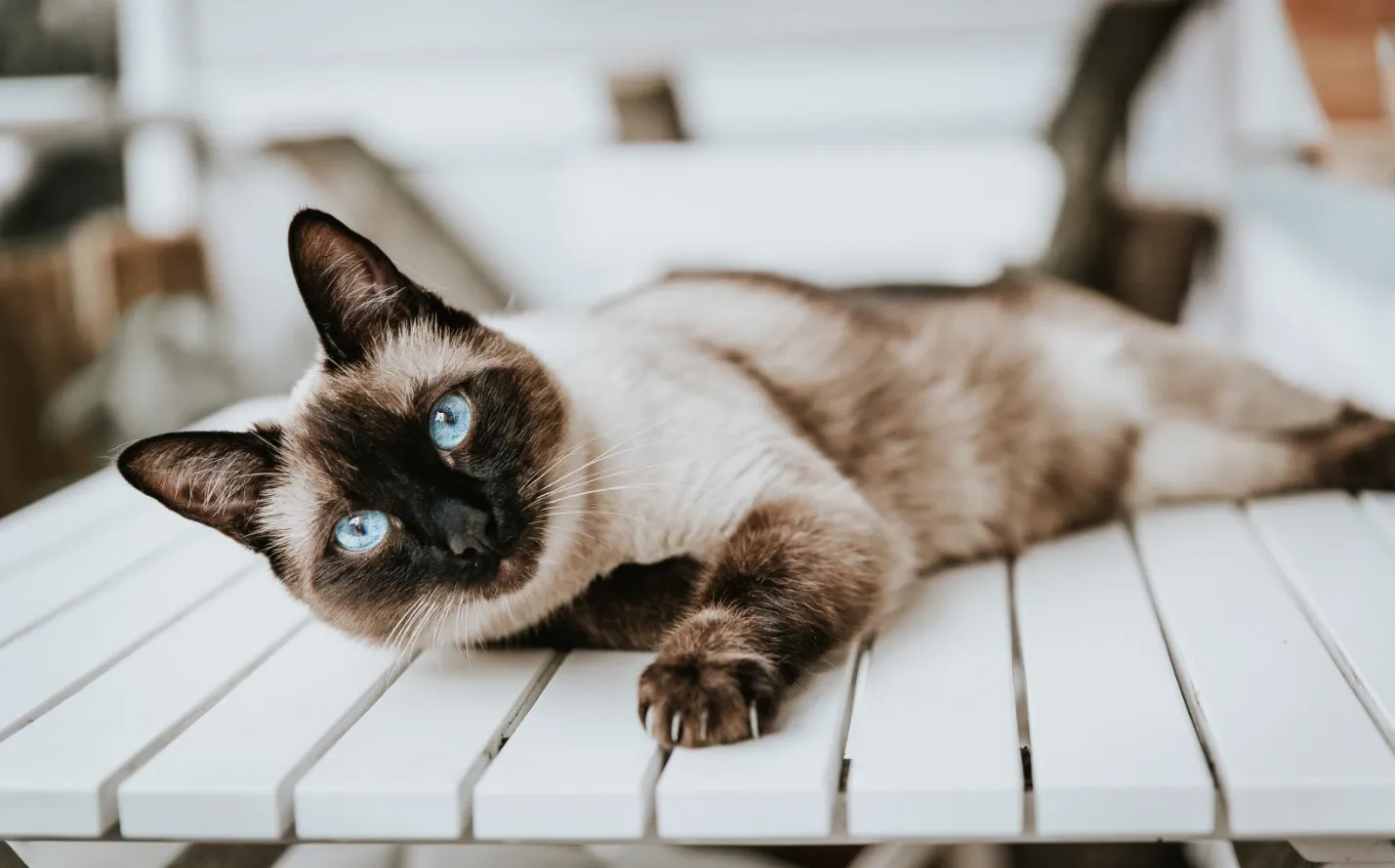 Сиамская кошка.