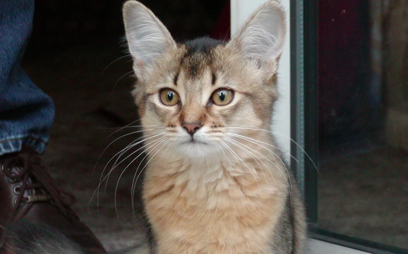 Сомалийская кошка.