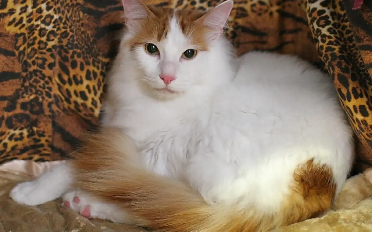 Турецкий ван.