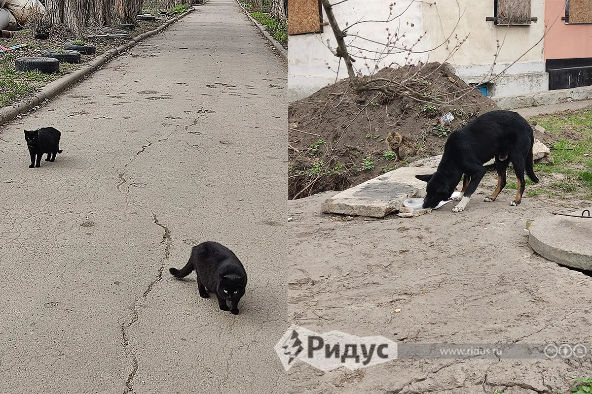  Вездесущие собаки и коты.