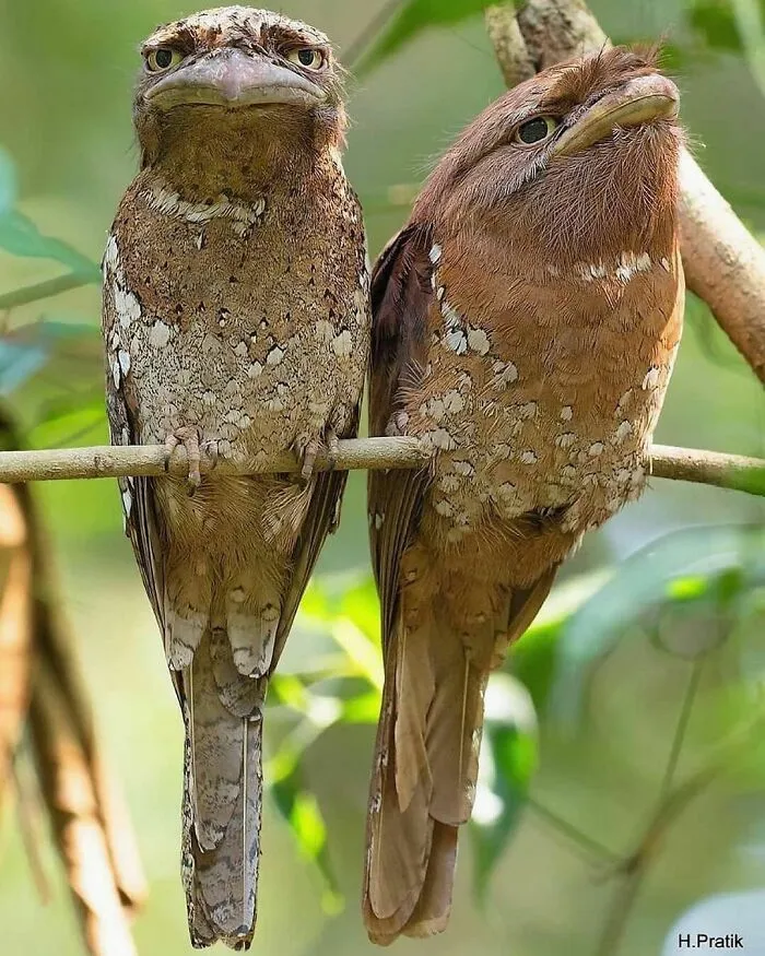Лягушкороты — птицы с огромным уплощенным клювом, напоминающим рот лягушки. 