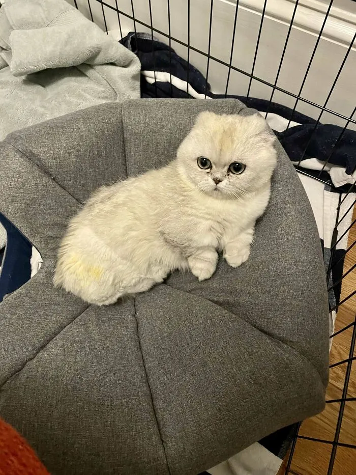 «Познакомьтесь с Моти. Нашей очаровательной кошкой из приюта с тремя лапами, без ушей и без хвоста».