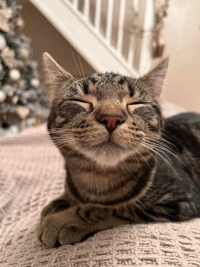 «Ава в первую ночь в новом доме. Кажется, она счастлива».