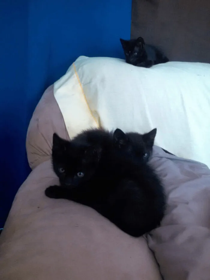 «Не могла решить, кого забрать, поэтому забрала сразу всех».