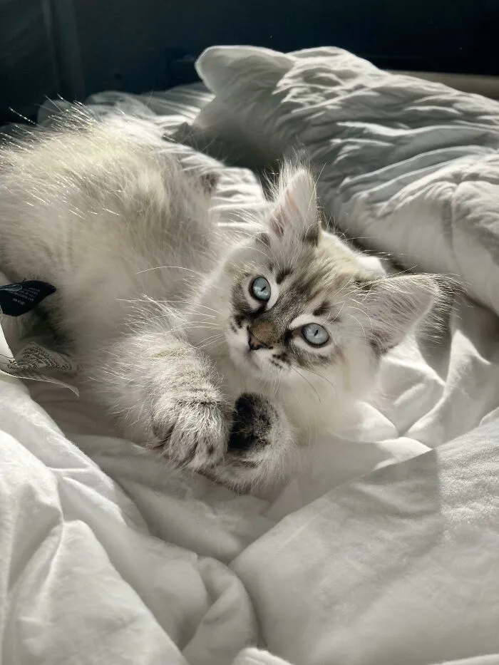 «Взгляните, какую красотку я приютил».