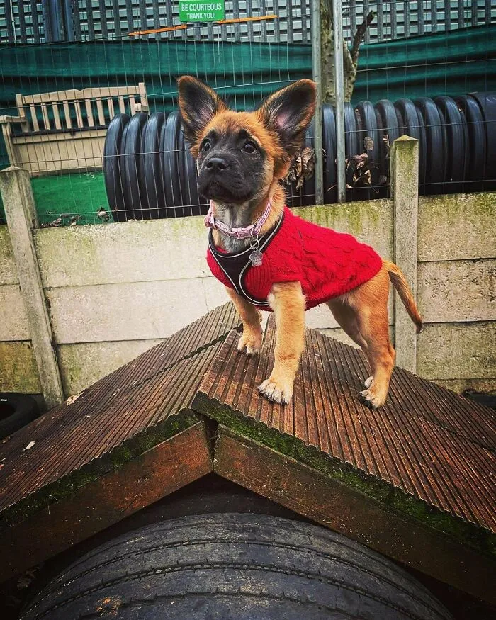 «Моя маленькая девочка из приюта. Ее ушки бесподобны».