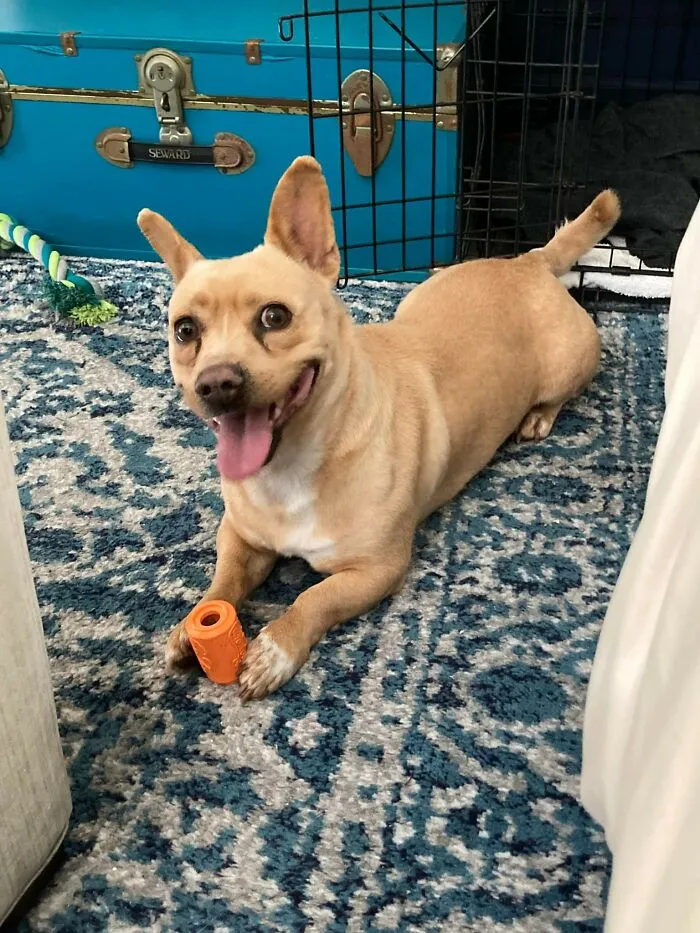 «Моя подруга удочерила собаку. Здесь она впервые пробует арахисовое масло».