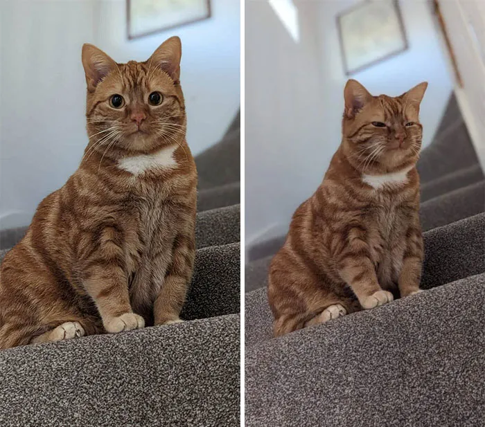 «Наш новый питомец. Милашка, правда?»