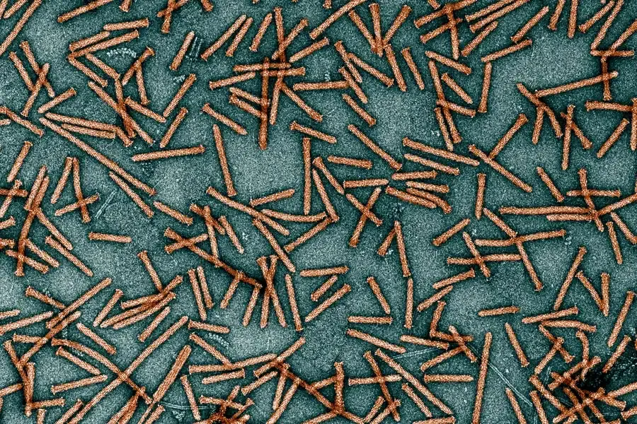 Наношприцы из бактерий Photorhabdus под электронным микроскопом.