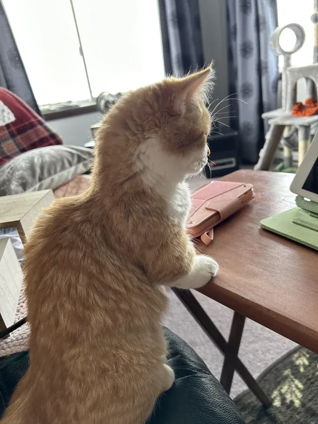 «Наш милый котенок».