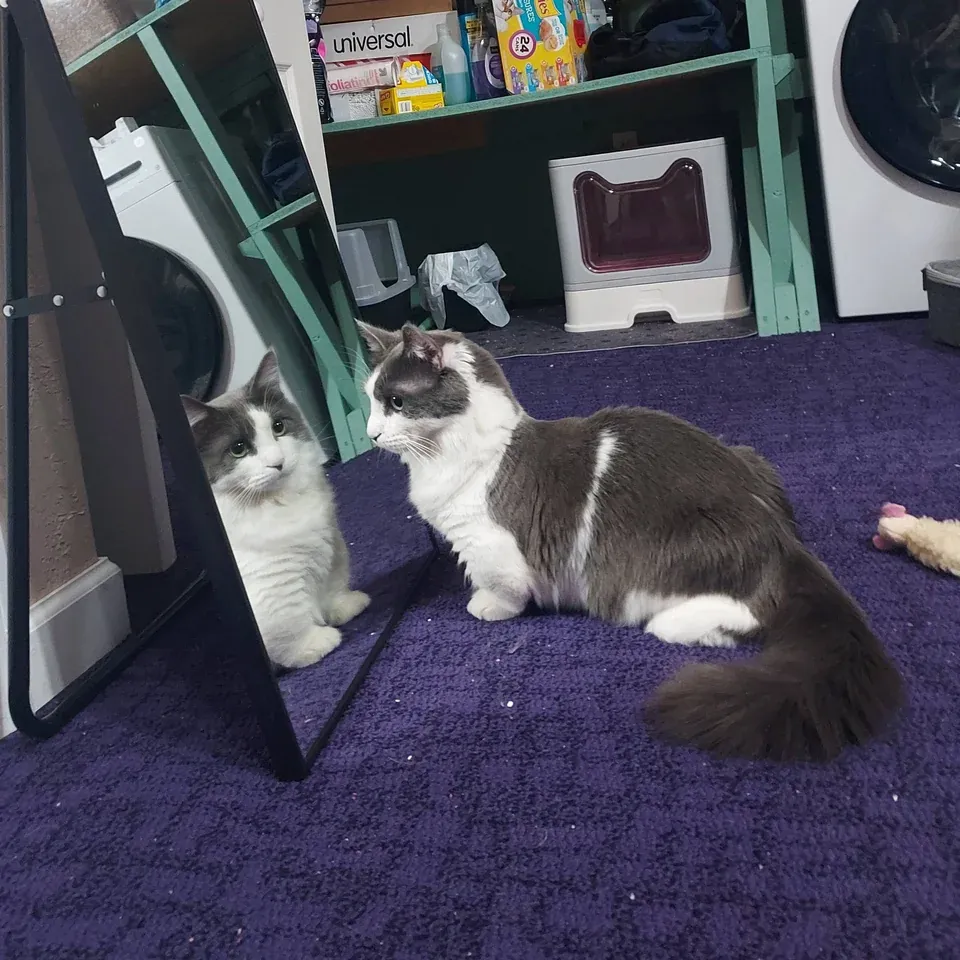 «Гусь недоумевает, почему в комнате два манчкина».