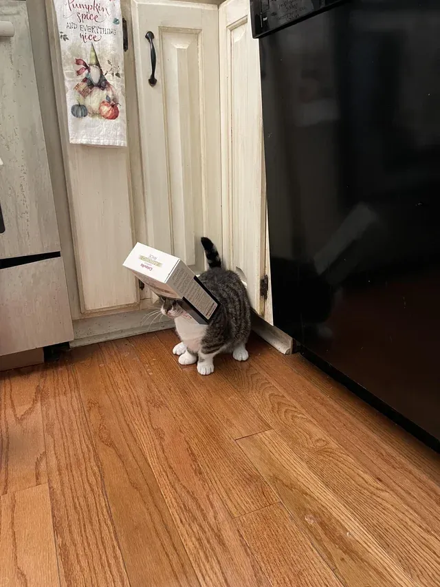 «Он нашел пустую коробку… и стал Коробкоголовым».