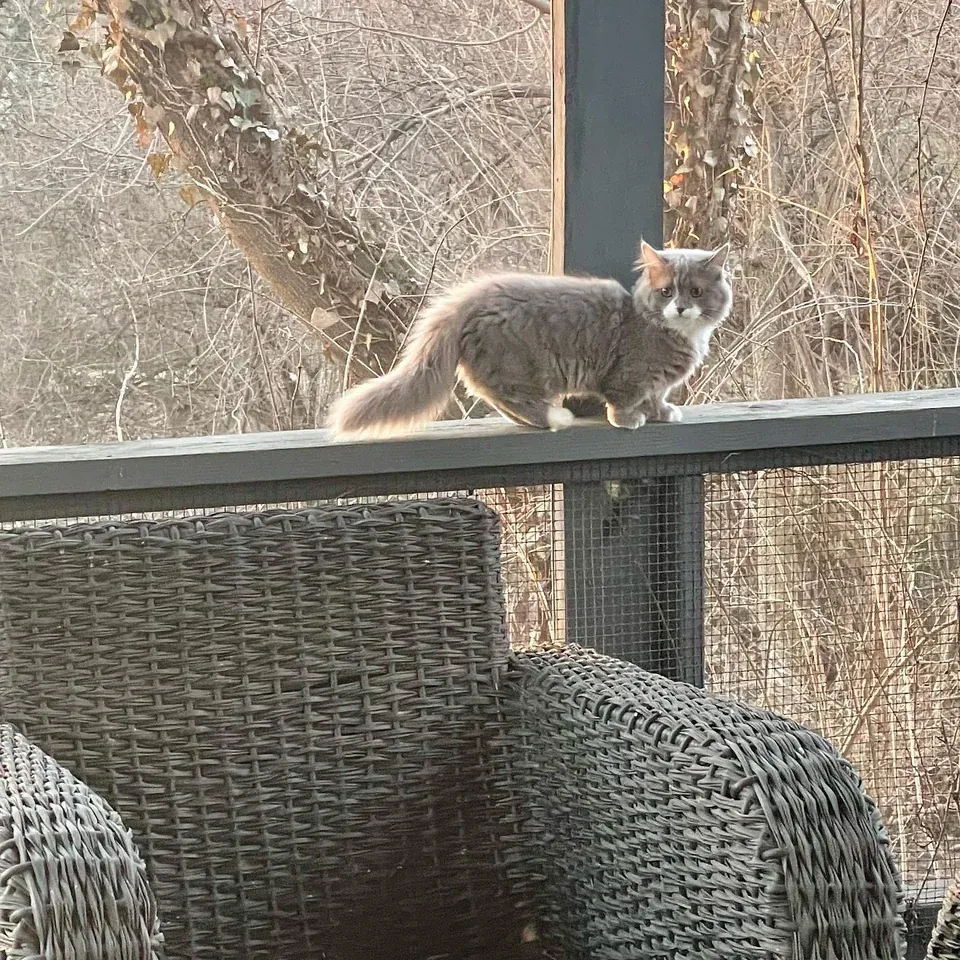 «Демонстрирует свои маленькие ножки во время прогулки».