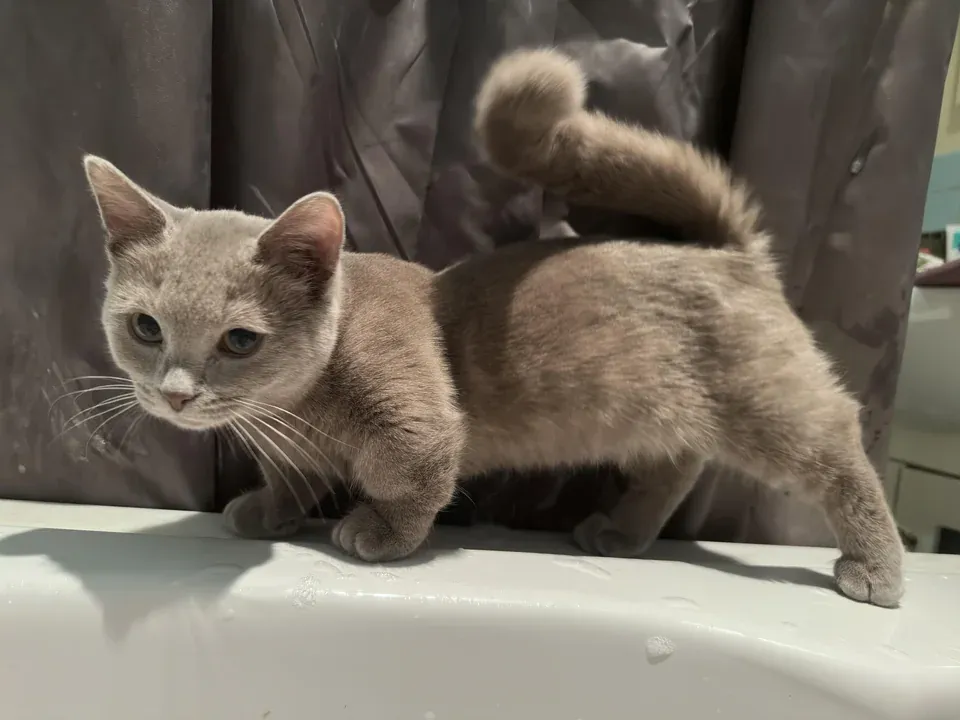 «Наш маленький парень».