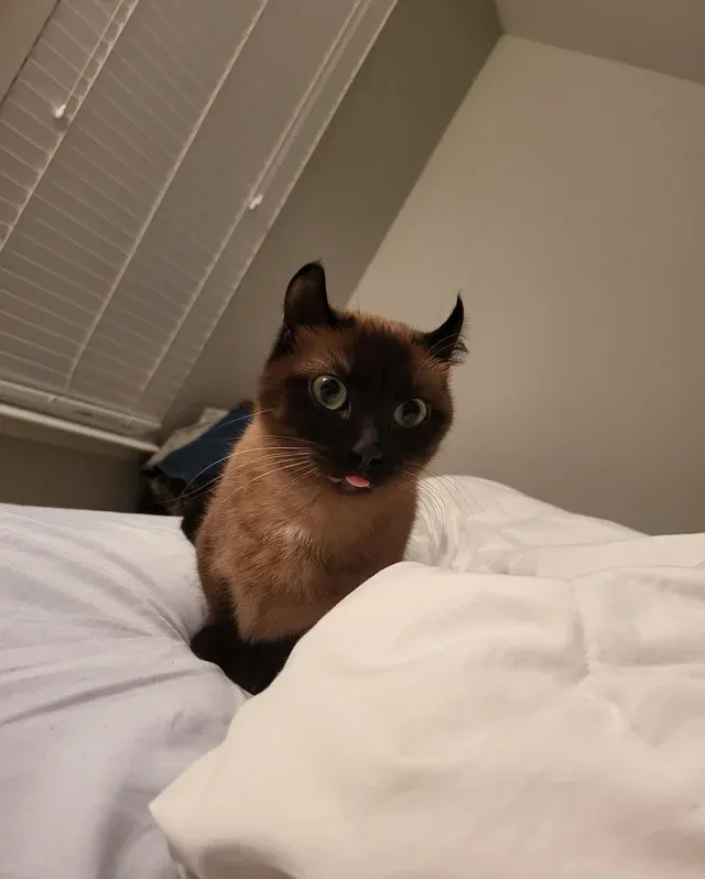 Замечательные ушки.