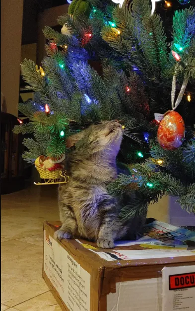 «Сегодня ночью появилась елка. Эовин наслаждается этим».