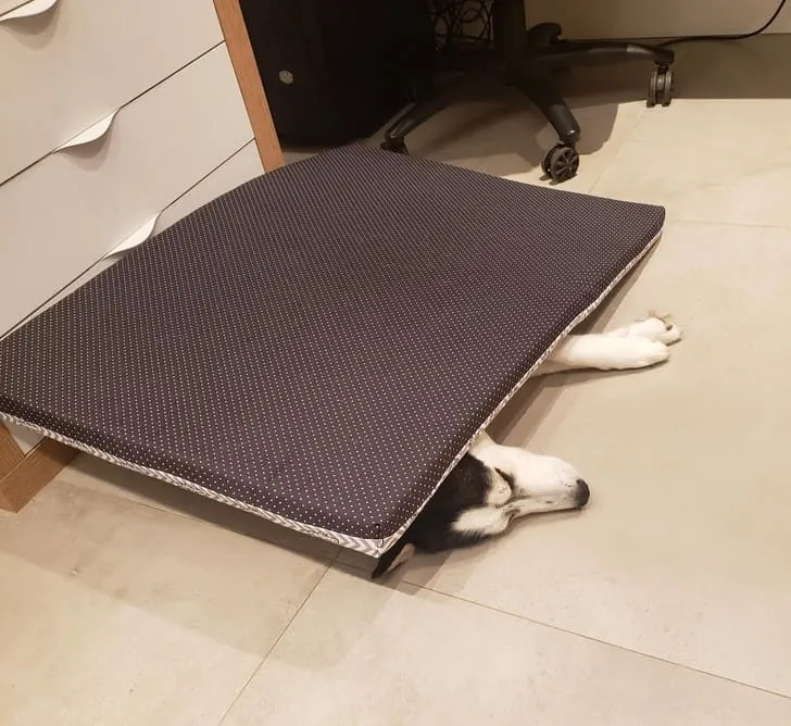 «Думаю, моя собака не понимает, в чем смысл кровати».