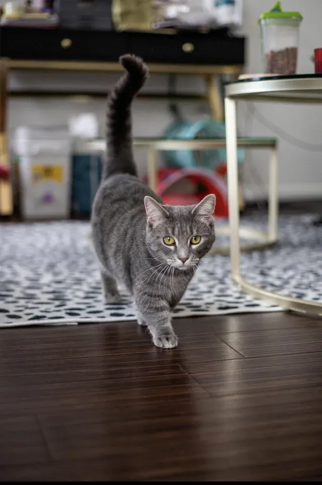 «Пуррсцилле сегодня исполняется 1 год!»