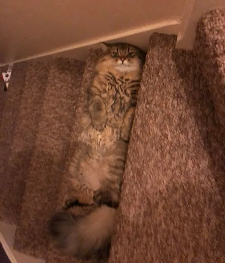 «Познакомьтесь с моим котом Фергусом. Он любит притворяться ступенькой».