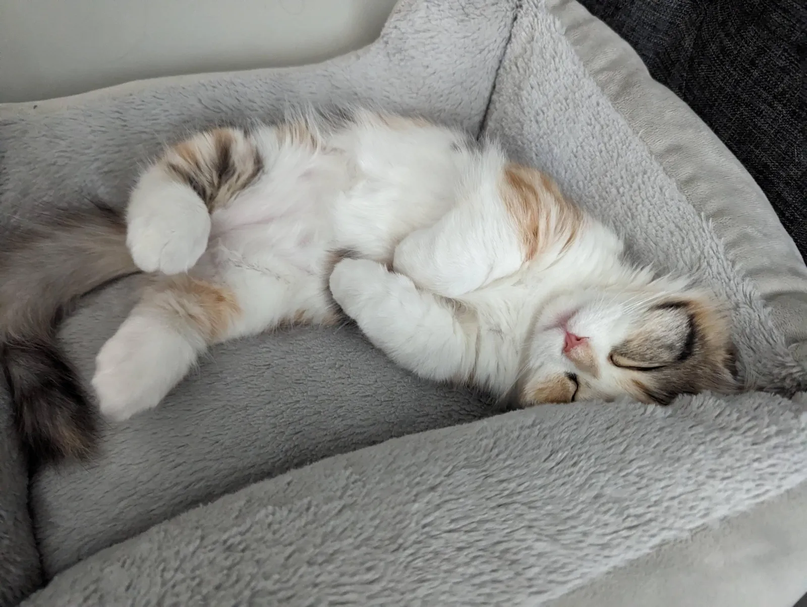 «Джульетта и ее маленькие ножки».