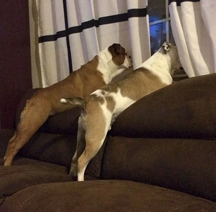 «Одна наша собака явно умнее другой».