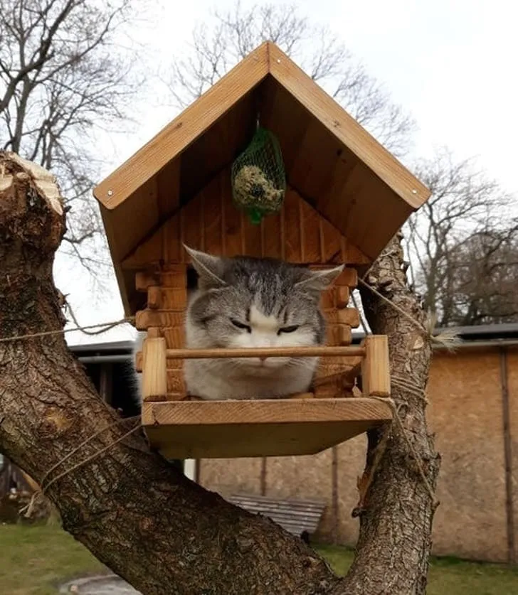 Странная какая-то птица.