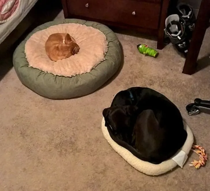 «Когда твои собаки немного глупенькие».