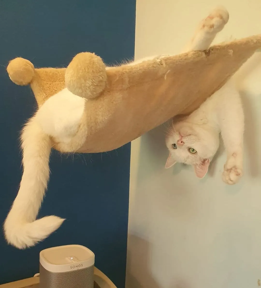 Лучший способ валяться в кошачьем гамаке.