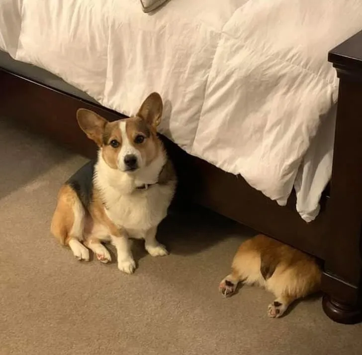 «Мой корги Хашбраун совсем не умеет прятаться».