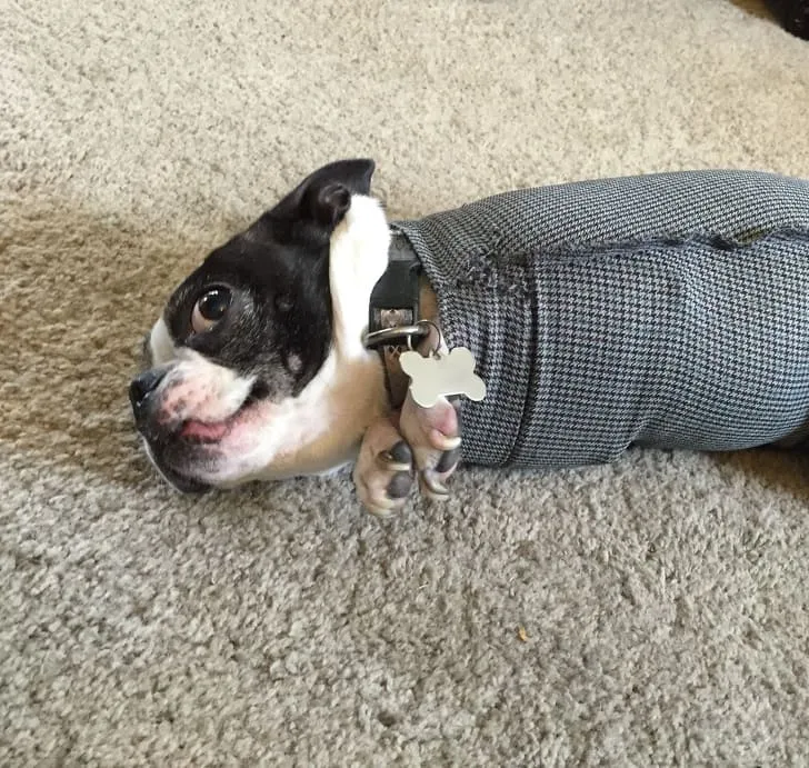 «Моя собака застряла в рукаве пальто. Я не мог перестать смеяться над ней».