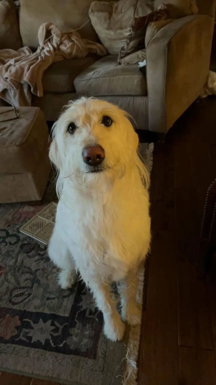 «Мои родители удочерили эту милую девочку».