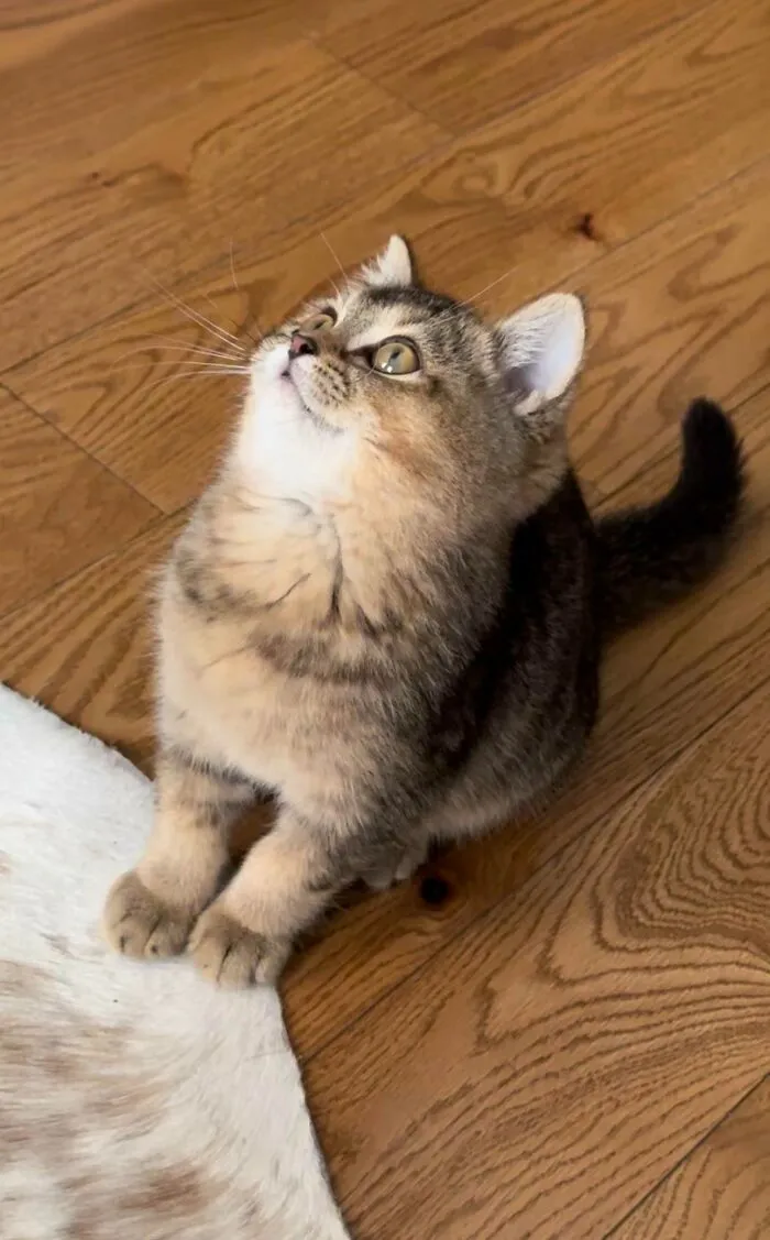 «Пару дней назад усыновил этого малыша. Его зовут Ральф».