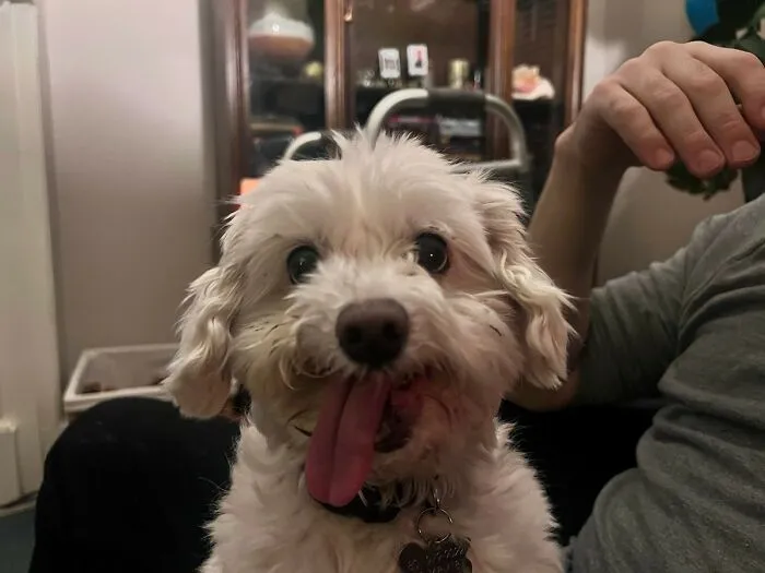 «Это Бенджи. Новый пес моего друга».