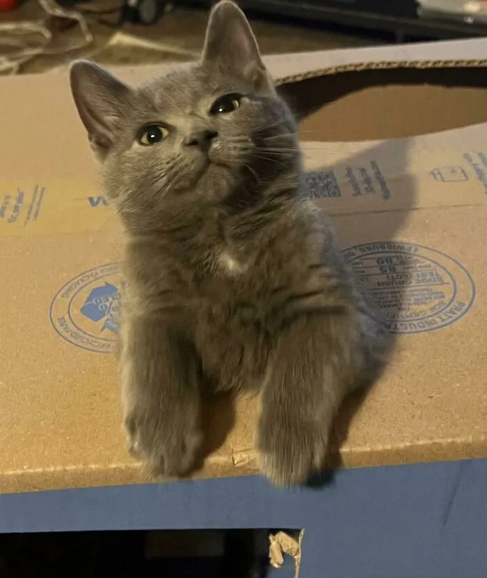 «Мой новый котенок из приюта выпрашивает еду».