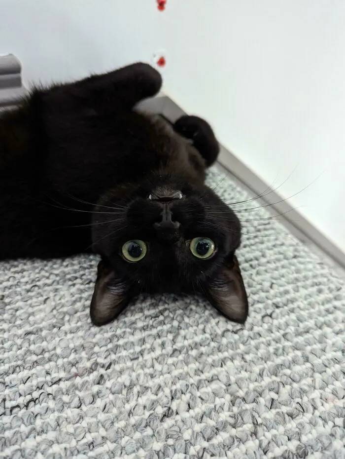 «Мы думали, что нашли на улице кошку, но, похоже, у нас появилась летучая мышь-вампир!»