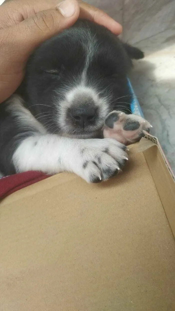 «Я забрал этого маленького парня с улицы».