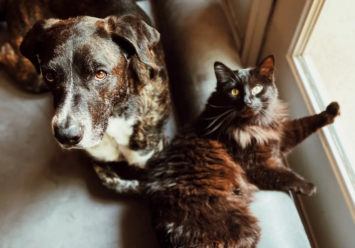 Будте терпеливы по отношению к любимым питомцам. 